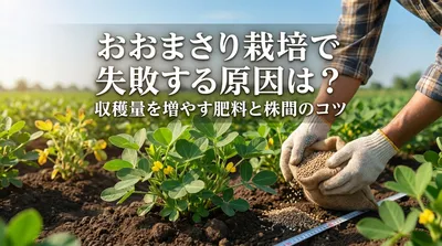 おおまさりの栽培で失敗する原因は？収穫量を増やす肥料と株間のコツ