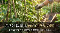 ささげ栽培は摘心が成功の鍵！支柱の立て方と追肥で失敗を防ぐコツ
