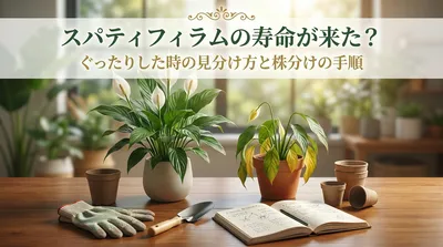 スパティフィラムの寿命が来た？ぐったりした時の見分け方と株分けの手順
