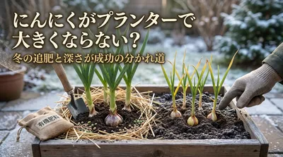 にんにくがプランターで大きくならない？冬の追肥と深さが成功の分かれ道