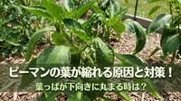ピーマンの葉が縮れる原因と対策！葉っぱが下向きに丸まる時は？