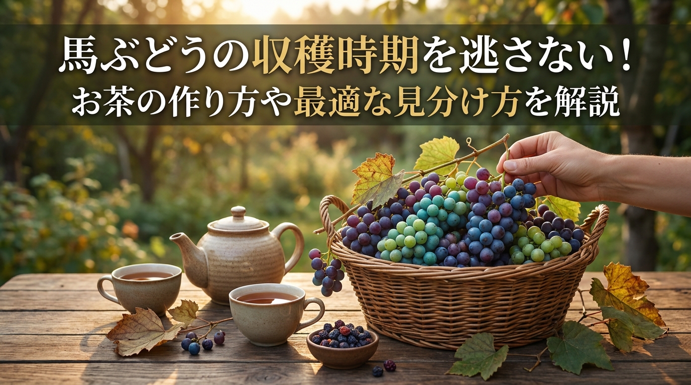 馬ぶどうの収穫時期を逃さない！お茶の作り方や最適な見分け方を解説