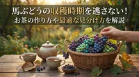 馬ぶどうの収穫時期を逃さない！お茶の作り方や最適な見分け方を解説