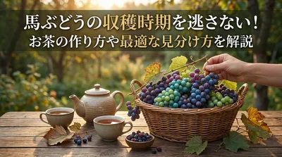 馬ぶどうの収穫時期を逃さない！お茶の作り方や最適な見分け方を解説
