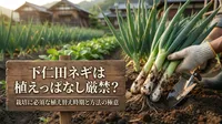 下仁田ネギは植えっぱなし厳禁？栽培に必須な植え替え時期と方法