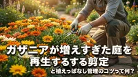 ガザニアが増えすぎた庭を再生する剪定と植えっぱなし管理のコツ