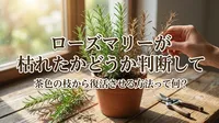 ローズマリーが枯れたかどうか判断して茶色の枝から復活させる方法