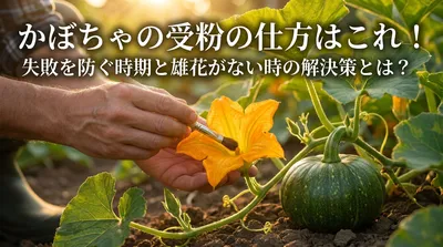 かぼちゃの受粉の仕方はこれ！失敗を防ぐ時期と雄花がない時の解決策