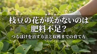 枝豆の花が咲かないのは肥料不足？つるぼけを治す方法と収穫までの育て方