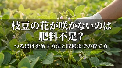 枝豆の花が咲かないのは肥料不足？つるぼけを治す方法と収穫までの育て方