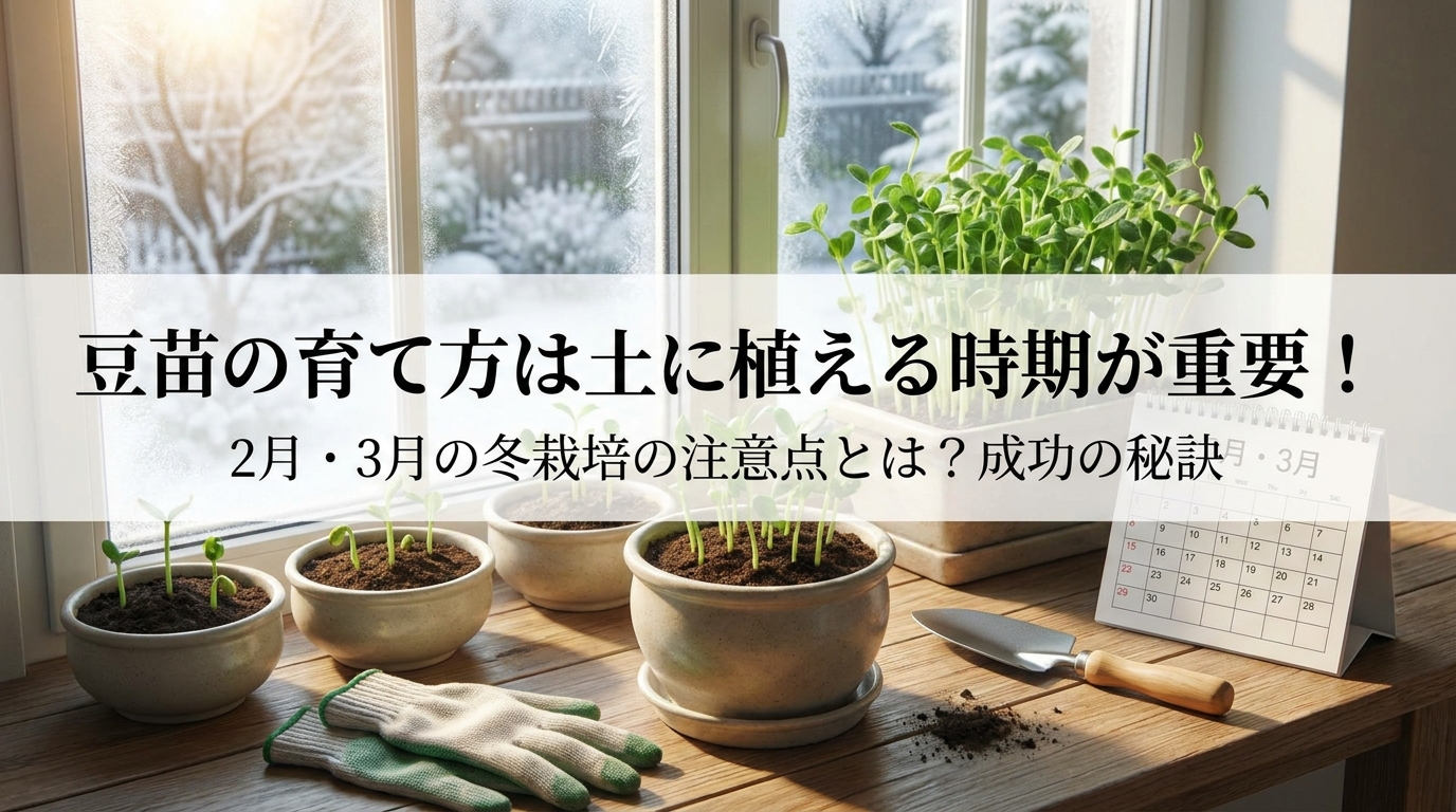 豆苗の育て方は土に植える時期が重要！2月・3月の冬栽培の注意点とは？成功の秘訣