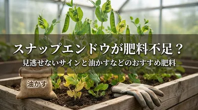 スナップエンドウが肥料不足？見逃せないサインと油かすなどのおすすめ肥料