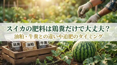 スイカの肥料は鶏糞だけで大丈夫？油粕・牛糞との違いや追肥のタイミングを紹介