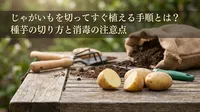 じゃがいもを切ってすぐ植える手順とは？種芋の切り方と消毒の注意点