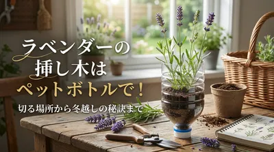 ラベンダーの挿し木はペットボトルで！切る場所から冬越しの秘訣まで