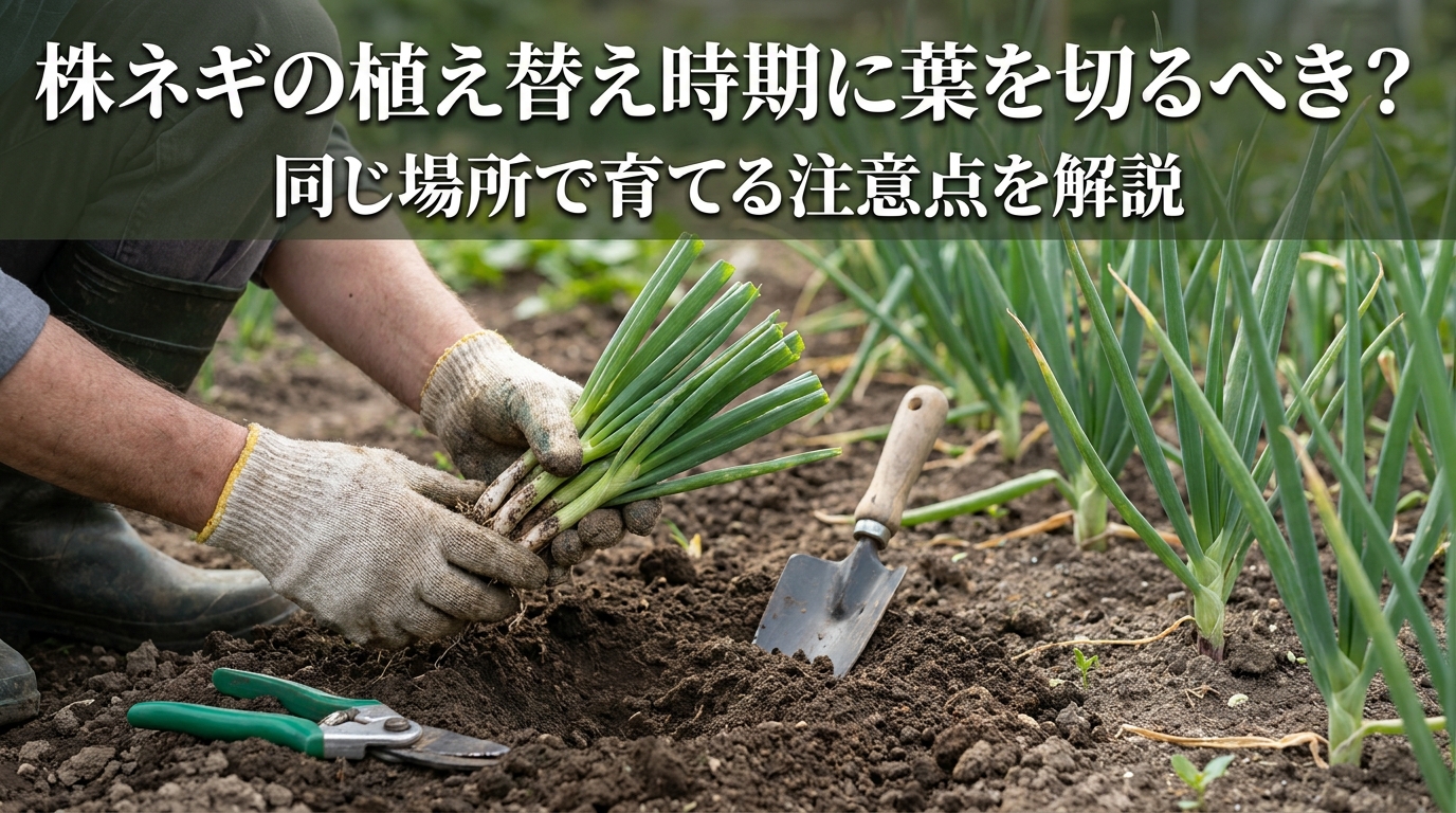 株ネギの植え替え時期に葉を切るべき?同じ場所で育てる注意点を解説