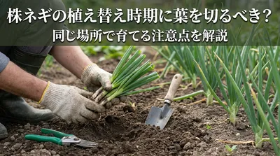 株ネギの植え替え時期に葉を切るべき？同じ場所で育てる注意点を解説
