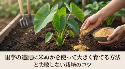 里芋の追肥に米ぬかを使って大きく育てる方法と失敗しない栽培のコツ