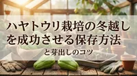 ハヤトウリ栽培の冬越しを成功させる保存方法と芽出しのコツ