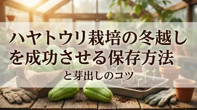 ハヤトウリ栽培の冬越しを成功させる保存方法と芽出しのコツ