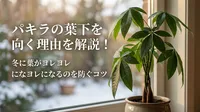 パキラの葉下を向く理由を解説！冬に葉がヨレヨレになるのを防ぐコツ