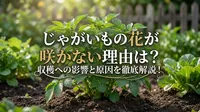 じゃがいもの花が咲かない理由は？収穫への影響と原因を徹底解説