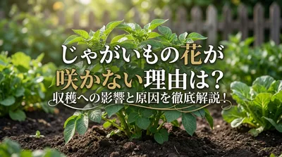じゃがいもの花が咲かない理由は？収穫への影響と原因を徹底解説
