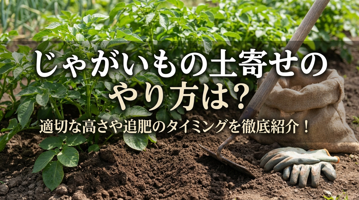 じゃがいもの土寄せのやり方は？適切な高さや追肥のタイミングを徹底紹介！