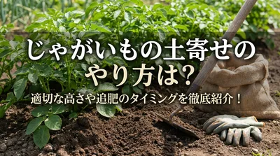じゃがいもの土寄せのやり方は？適切な高さや追肥のタイミングを徹底紹介！
