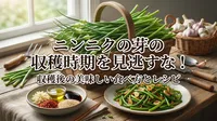 ニンニクの芽の収穫時期を見逃すな！収穫後の美味しい食べ方とレシピ
