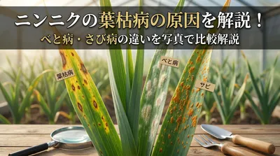 ニンニクの葉枯病の原因を解説！べと病・さび病の違いを写真で比較
