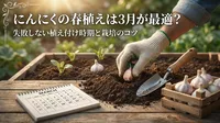にんにくの春植えは3月が最適？失敗しない植え付け時期と栽培のコツ