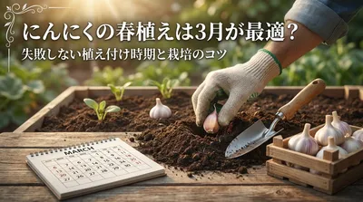 にんにくの春植えは3月が最適？失敗しない植え付け時期と栽培のコツ