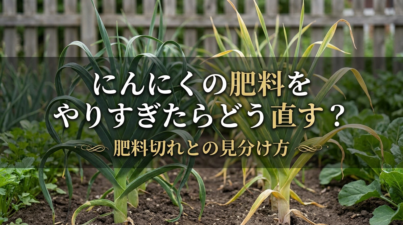 にんにくの肥料をやりすぎたらどう直す?肥料切れとの見分け方
