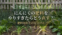 にんにくの肥料をやりすぎたらどう直す？肥料切れとの見分け方