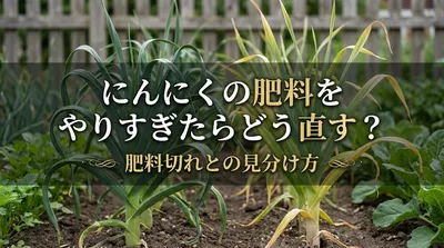 にんにくの肥料をやりすぎたらどう直す？肥料切れとの見分け方