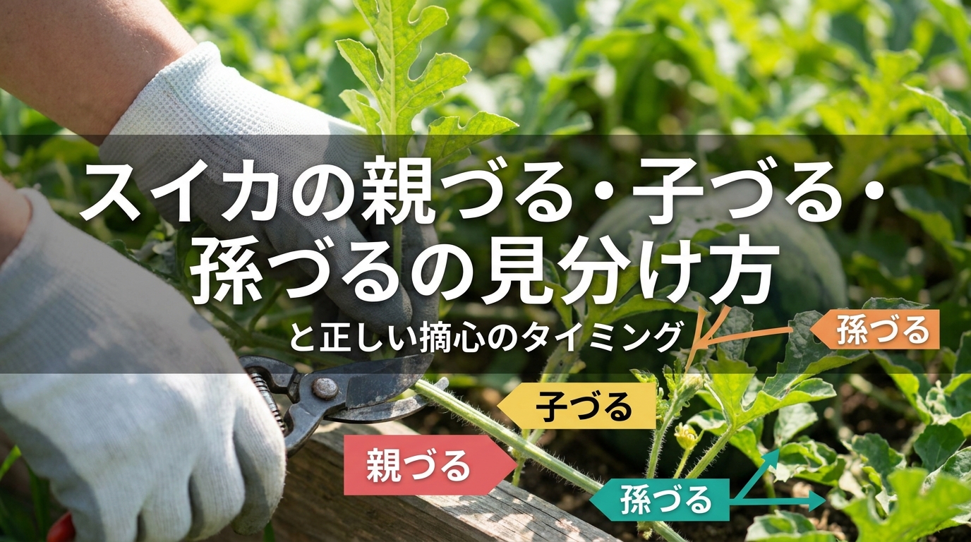 スイカの親づる・子づる・孫づるの見分け方と正しい摘心のタイミング