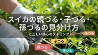 スイカの親づる・子づる・孫づるの見分け方と正しい摘心のタイミング