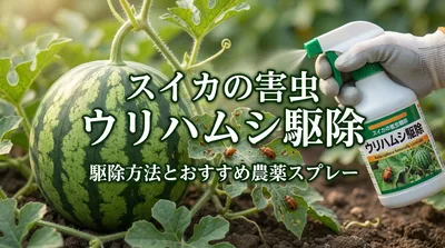 スイカの害虫であるウリハムシの駆除方法とおすすめ農薬スプレー