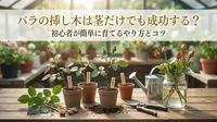 バラの挿し木は茎だけでも成功する？初心者が簡単に育てるやり方