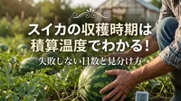 スイカの収穫時期は積算温度でわかる！失敗しない日数と見分け方