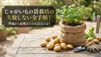 じゃがいもの袋栽培で失敗しない全手順！準備から収穫までの注意点