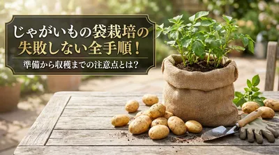 じゃがいもの袋栽培で失敗しない全手順！準備から収穫までの注意点