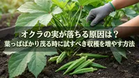 オクラの実が落ちる原因は？葉っぱばかり茂る時に試すべき収穫を増やす方法