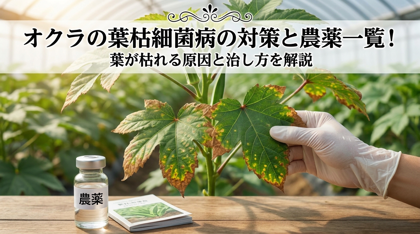 オクラの葉枯細菌病の対策と農薬一覧！葉が枯れる原因と治し方を解説