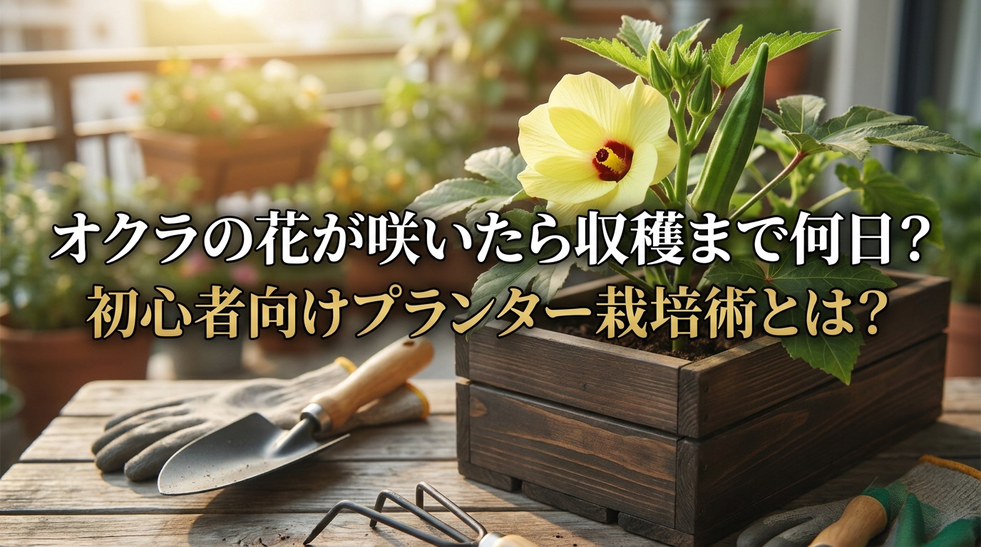 オクラの花が咲いたら収穫まで何日？初心者向けプランター栽培術とは？
