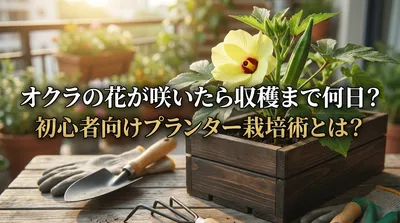 オクラの花が咲いたら収穫まで何日？初心者向けプランター栽培術