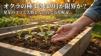 オクラの種まきは9月が限界か？発芽のコツと失敗しない育て方を解説