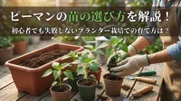 ピーマンの苗の選び方を解説！初心者でも失敗しないプランター栽培での育て方