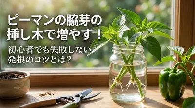 ピーマンの脇芽の挿し木で増やす！初心者でも失敗しない発根のコツ